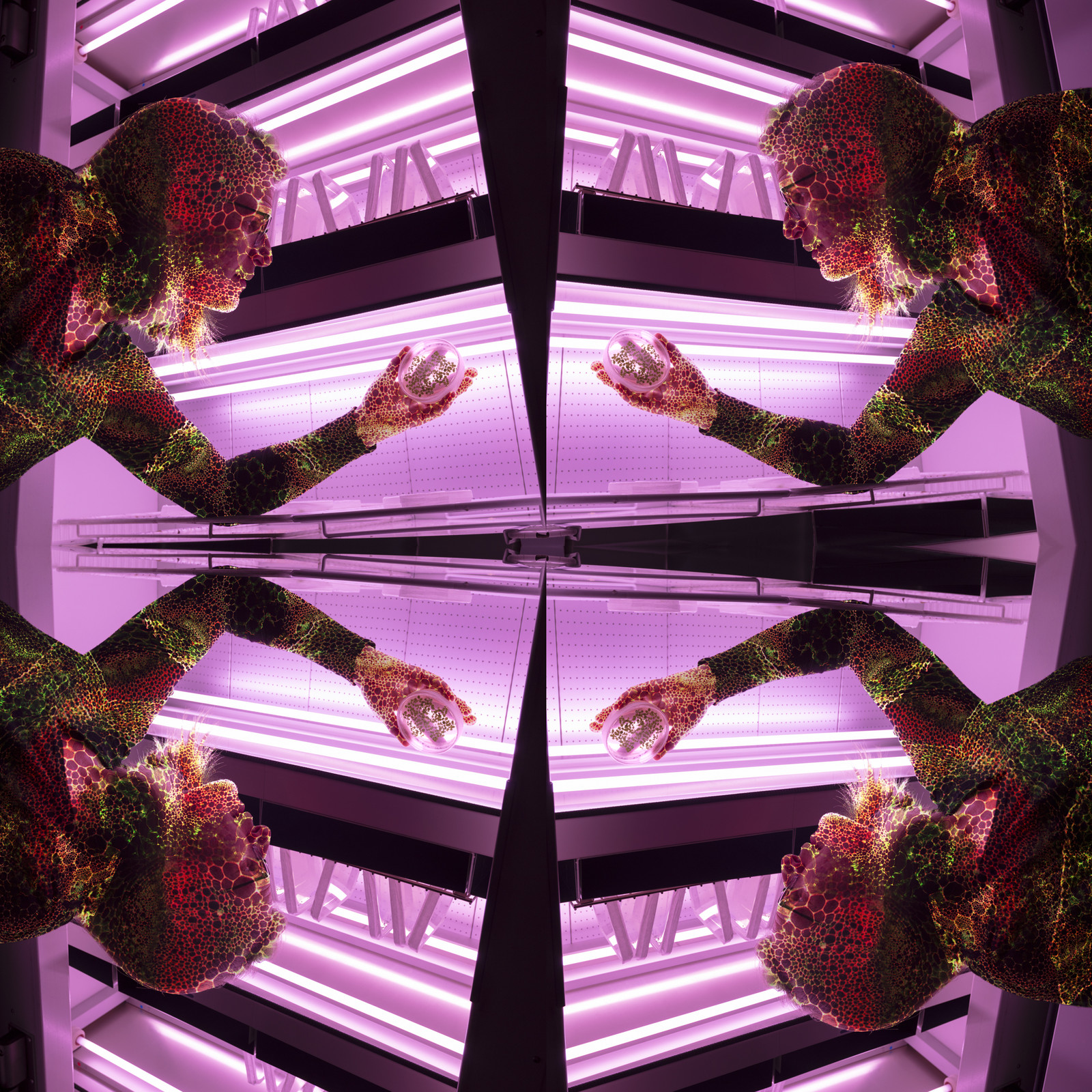 Les scientifiques observent les effets des marques épigénétiques sur la formation des plantes, appelée morphogenèse végétale, notamment grâce à des coupes histologiques, c’est-à-dire des analyses sur tissus de jeunes plantules cultivées in vitro, en laboratoire. Le développement des plantes est donc suivi scrupuleusement pour comprendre la multiplicité des modifications épigénétiques des plantes.