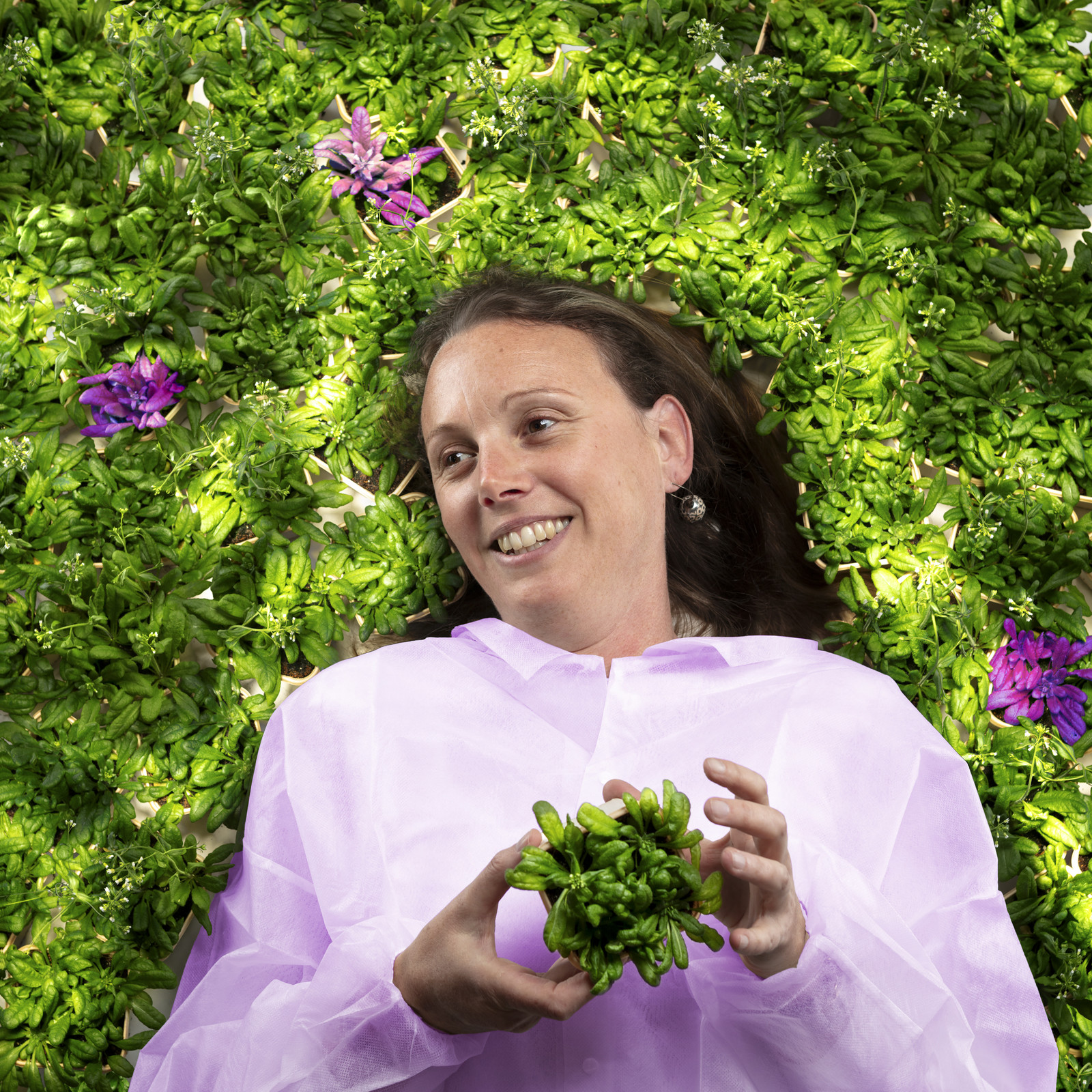 Les chercheurs sont constamment entourés des plantes qu’ils étudient. Vu de loin, elles peuvent paraitre identiques, mais elles ne le sont pas. En particulier, sous l’effet de marques épigénétiques changeantes, elles peuvent développer des caractéristiques variées. Certaines seront sélectionnées d’après leur phénotype pour être étudiées à l’échelle moléculaire.